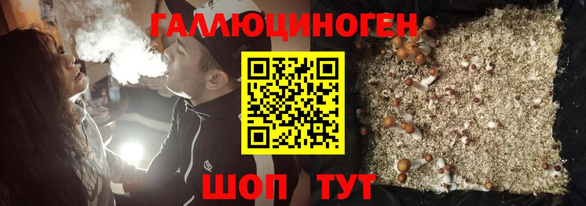 Галлюциногенные грибы Psilocybe Кисловодск